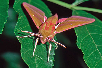 Mittlerer Weinschw�rmer Pergesa elpenor