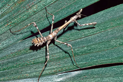 Fangschrecke Empusa pennata