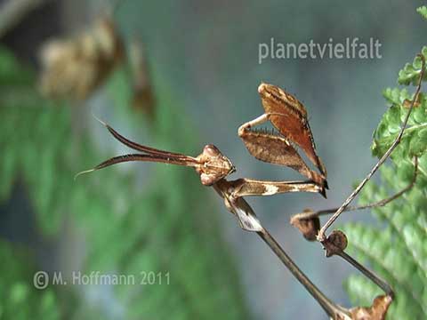 Wandelnde Geige Gongylus gongylodes