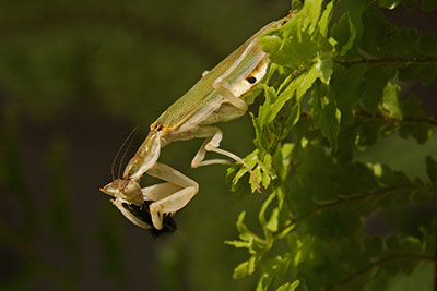 Afrikanische Bl�tenmantis Pseudoharpax spec. 