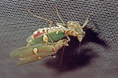 Bl�tenmantis Kopula Creobrother pictipennis