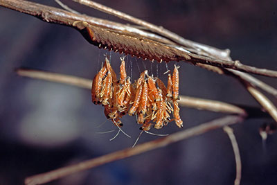 Schlupf Larven Creobrother pictipennis