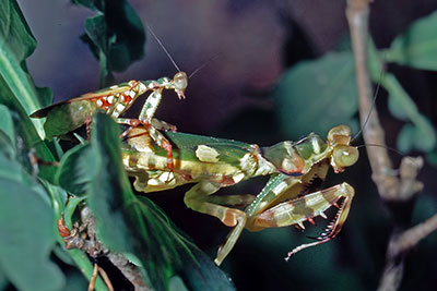 Kopula Fangschrecken Theopropus elegans