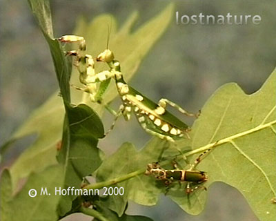 Kopula Fangschrecken Theopropus elegans