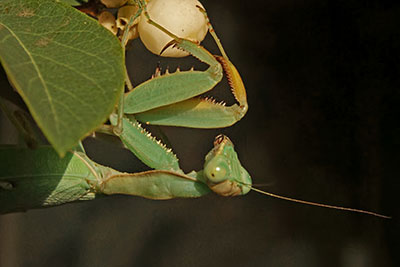 Portr�t Sphodromantis spec., �thiopien