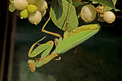 Fangschrecke Sphodromantis spec., �thiopien