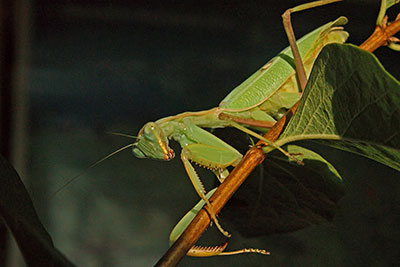 Fangschrecke Sphodormantis spec. aus �thiopien
