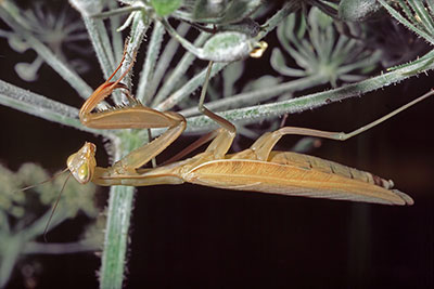 Gottesanbeterin Mantis religiosa Weibchen