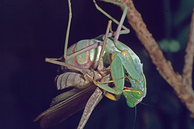 Paarung mit Kanibalismus Sphodromantis spec.