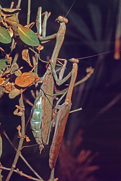Paarung Fangschrecken Plistospilota guineensis