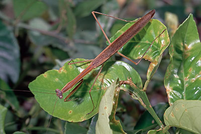 Fangschrecke Tenodera australasiae