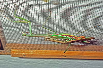 Fangschrecke Tenodera spec.