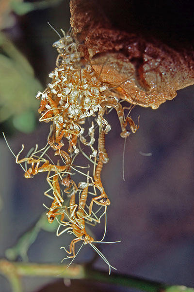Schlupf Larven Sphodromantis spec., Ghana