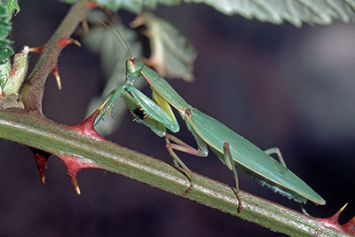 Fangschrecke Orthodera spec.