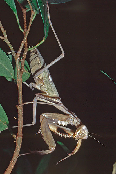 Fangschrecke Sphodromantis spec.