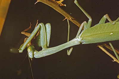 Gottesanbeterin Hierodula membranacea