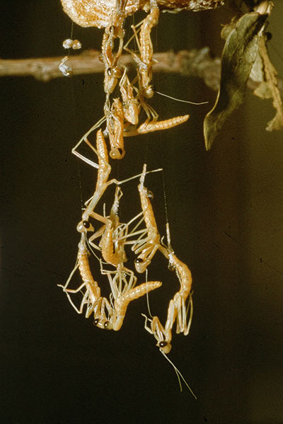 Schlupf Larven Mantis religiosa
