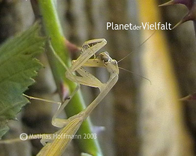 Fangschrecke Miomantis paykullii M�nnchen