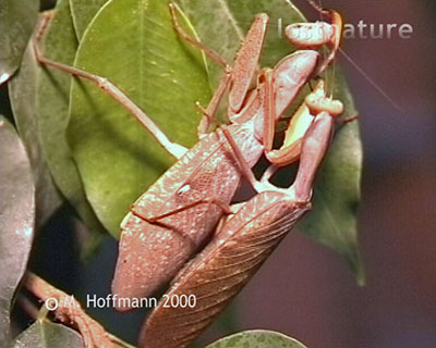 Paarung Fangschrecken Sphodromantis