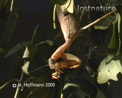 Fangschrecke Sphodromantis frisst Grille