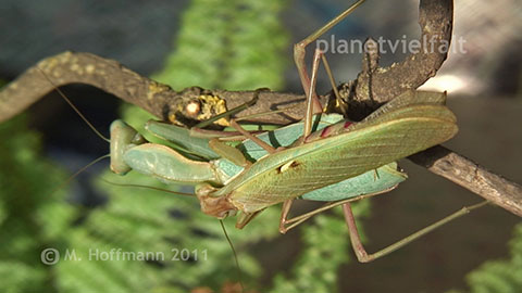Paarung Fangschrecken Sphodromantis spec.