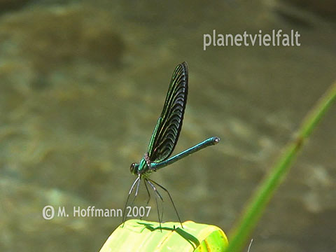 Prachtlibelle Sentani West-Papua