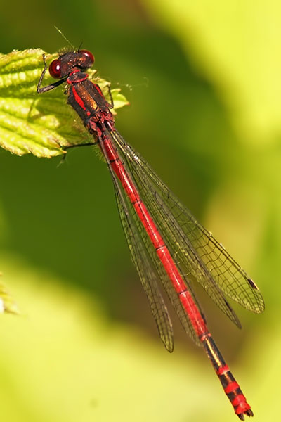 Fr�he Adonislibelle