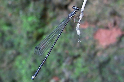 Libelle am Mount Rani, Nepal