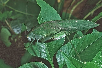 Laubheuschrecke Neuguinea