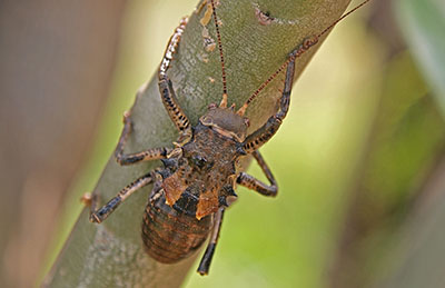 Grille Eugaster spec.