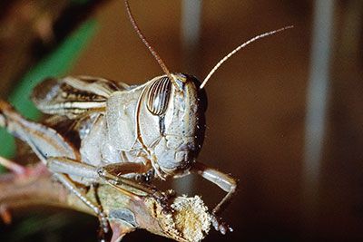 Portr�t Wanderheuschrecke