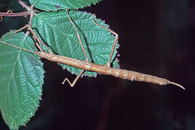 Stabschrecke Neopromachus spec.