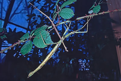 Stabschrecken Acrophylla spec.