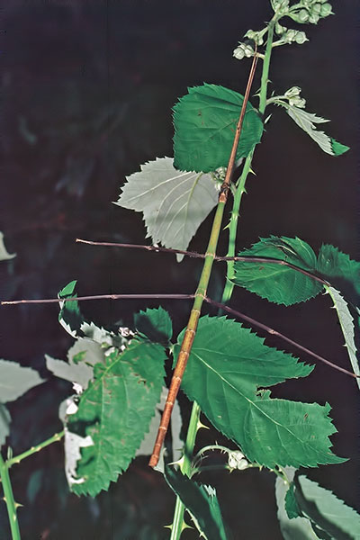 Stabschrecke Entoria spec.