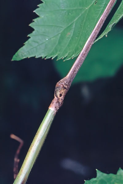 Portr�t Stabschrecke Entoria spec.