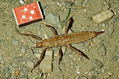 Kampfschrecke Eurycantha calcarata