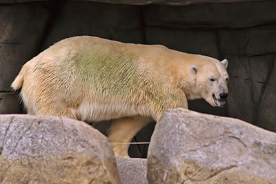 Eisbr im Zoo Hagenbeck Hamburg