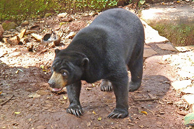 Malayenbr im Zoo Jakarta