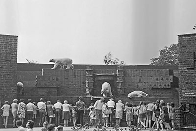 Eisbren im Leipziger Zoo