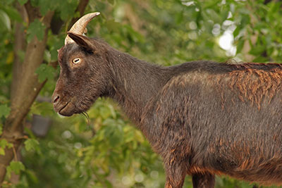 Afrikanische Zwergziegen Zoo Leipzig