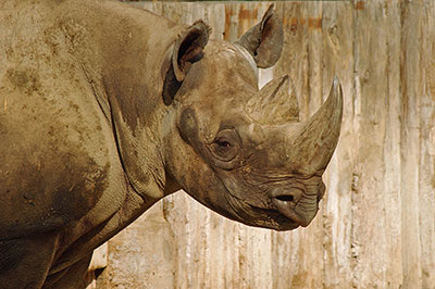 Spitzmaulnashorn Ndugu