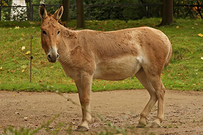 Wildesel im Zoo Hagenbeck