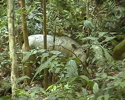 Sumatra-Nashorn Sabah, Borneo