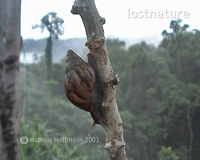 Achatschnecke auf New Britain, Papua-Neuguinea
