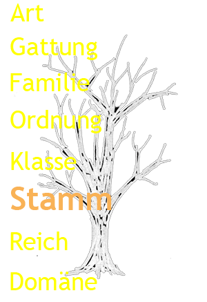 Stammbaum Organismen