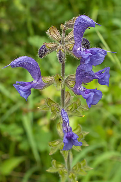 Wiesensalbei Salvia