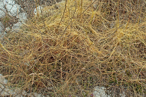 Teufelszwirn Cuscuta spec.