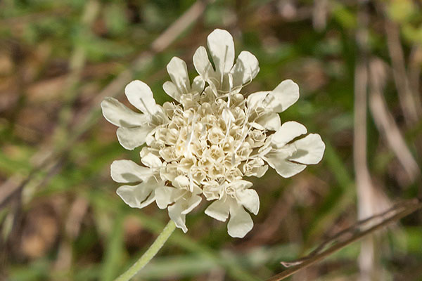 Skabiose Scabiosa ochroleuca
