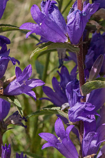 Glockenblume Campanula spec.