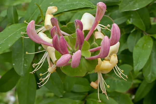 Geiblatt Lonicera spec.